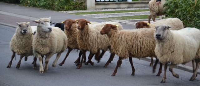 TRANSHUMANCE A SAINT-PRIX