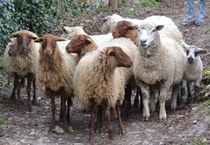 Transhumance à Saint-Prix