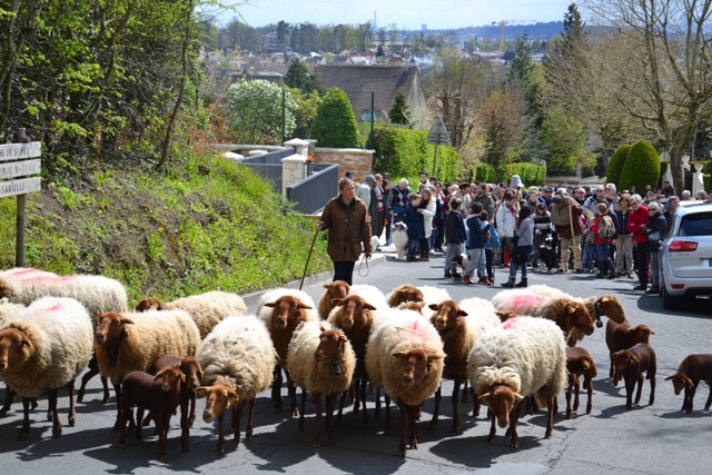 TRANSHUMANCE 2016 de SAINT-PRIX