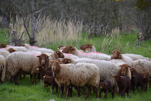 Les Moutons dans le verger de l'Espace Naturel de Saint-Prix