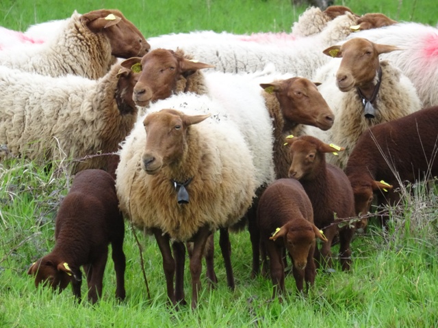 TRANSHUMANCE 2016 de SAINT-PRIX