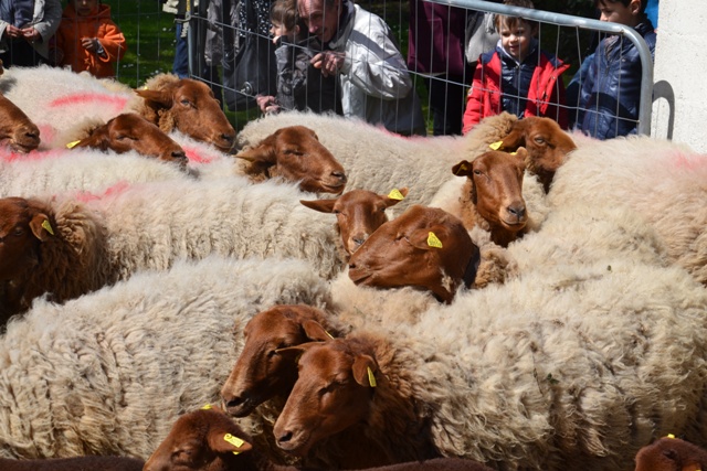 TRANSHUMANCE 2016 de SAINT-PRIX