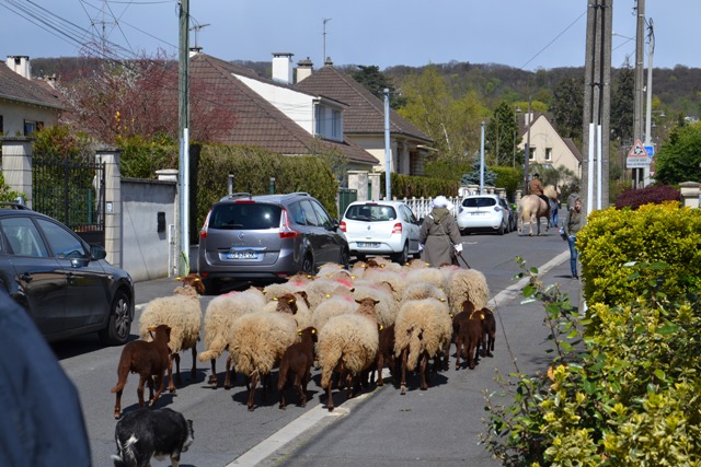 TRANSHUMANCE 2016 de SAINT-PRIX