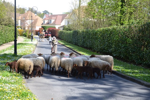 TRANSHUMANCE 2016 de SAINT-PRIX