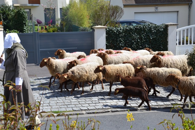 Transhumance 2016 de Saint-Prix