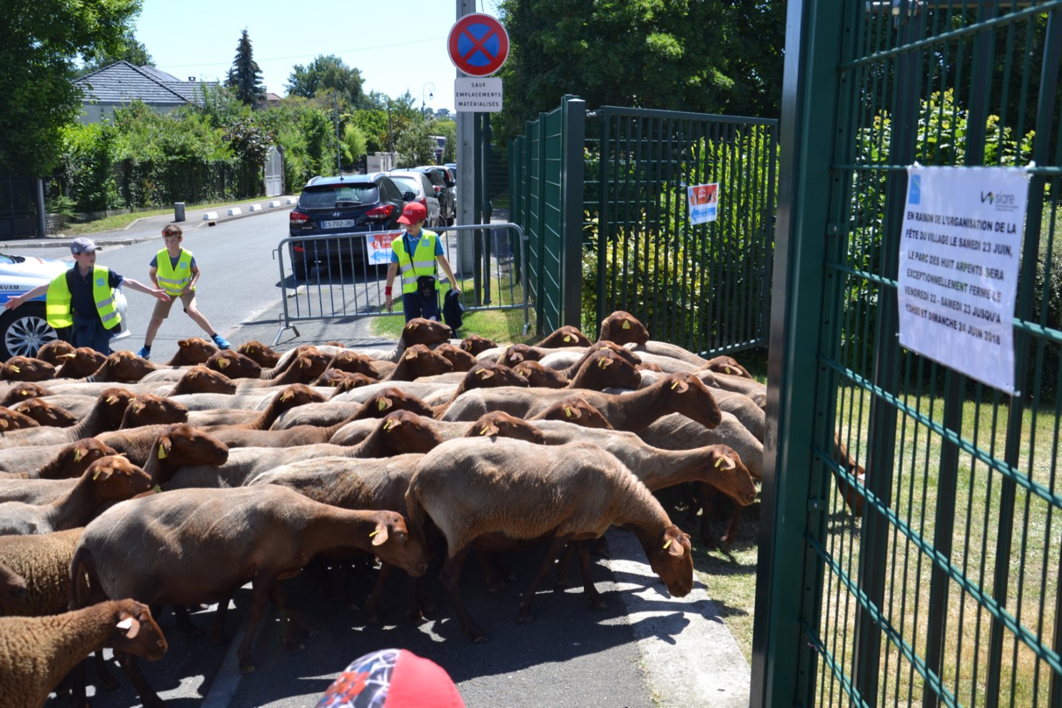 Arrivée des moutons au parc des Huit Arpents