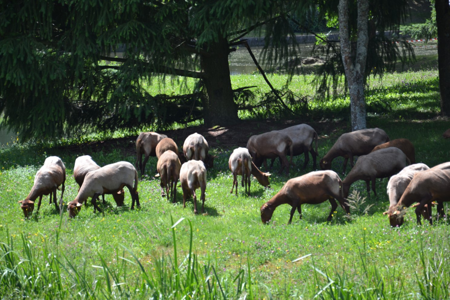 Transhumance 2018 Saint-Prix-Andilly