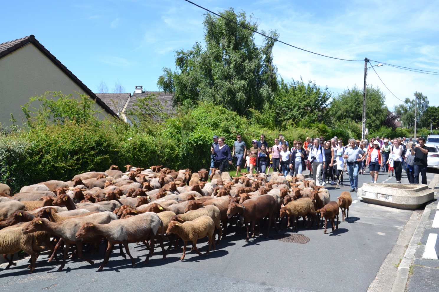 Transhumance 2018 Saint-Prix-Andilly