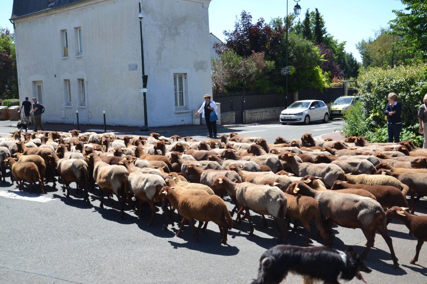 Transhumance 2018 Saint-Prix-Andilly