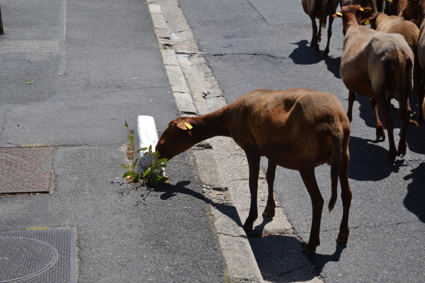 Transhumance 2018 Saint-Prix-Andilly