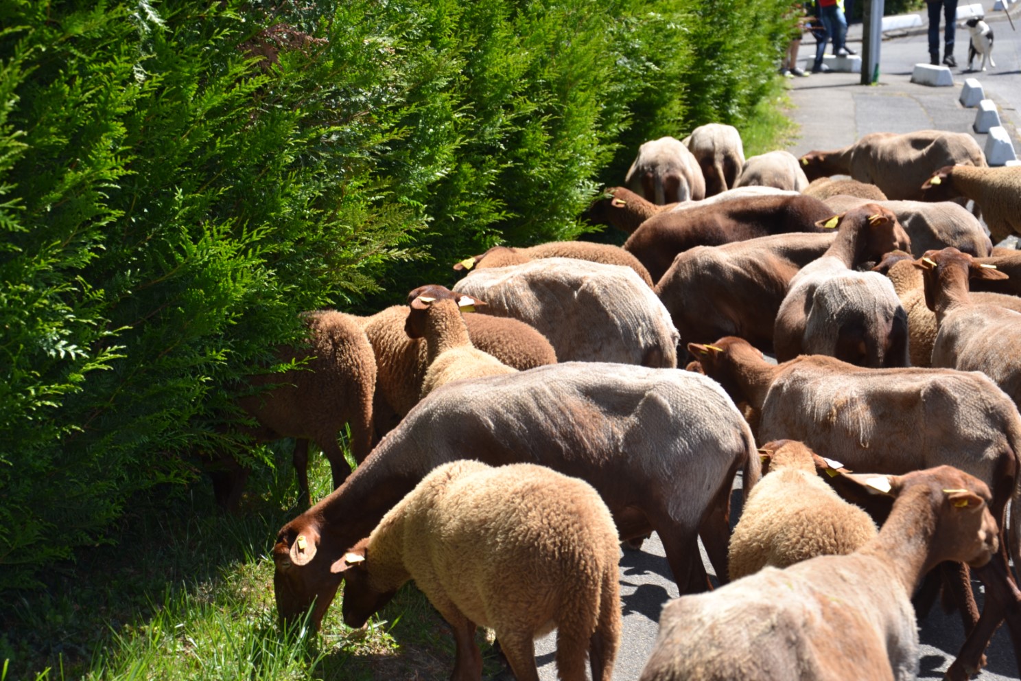 Transhumance 2018 Saint-Prix-Andilly