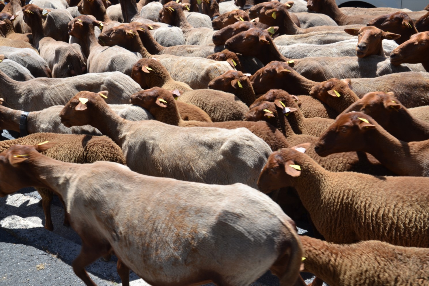 Transhumance 2018