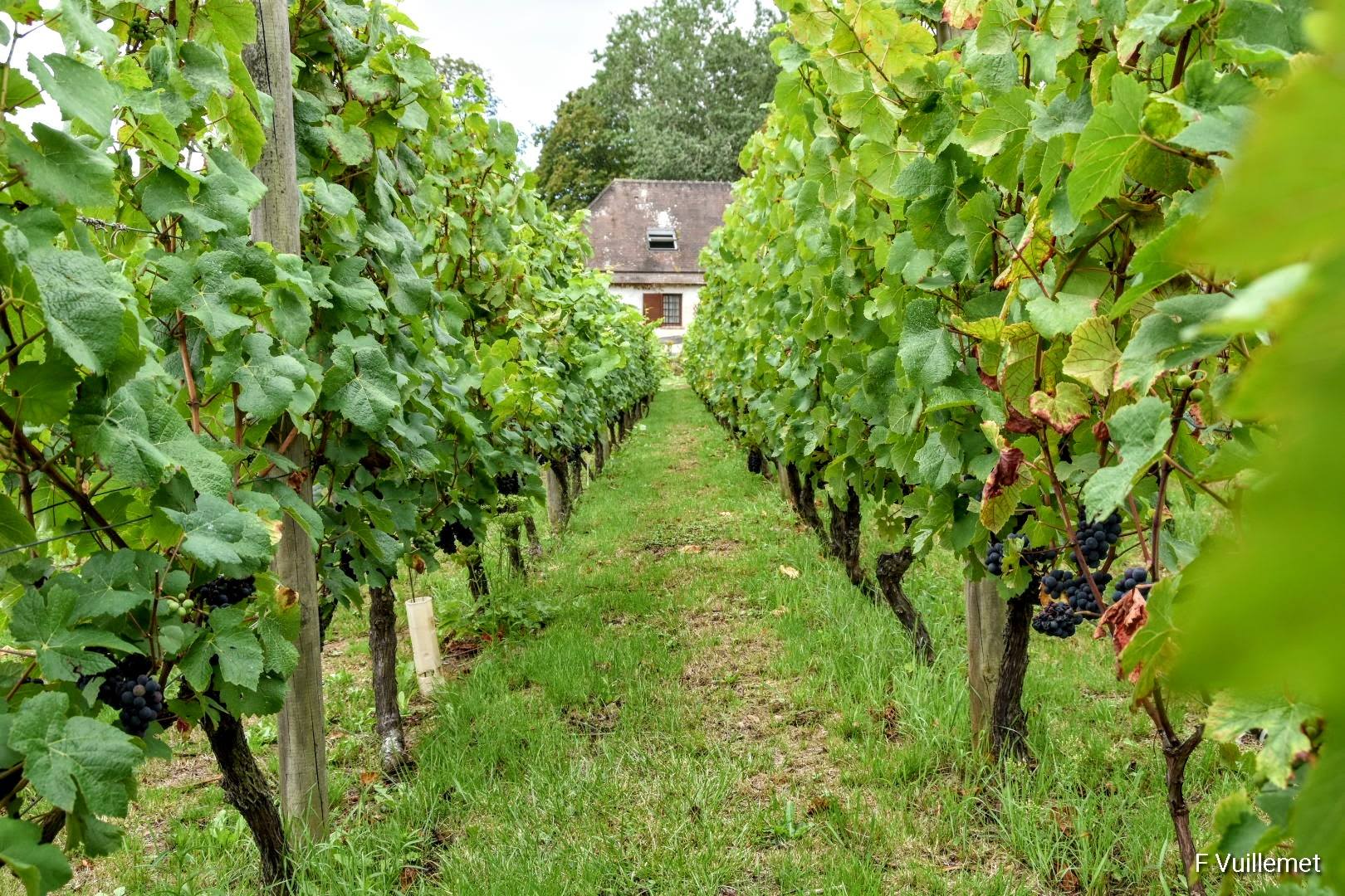 Vignes de Saint-Prix (photo François Vuillemet)