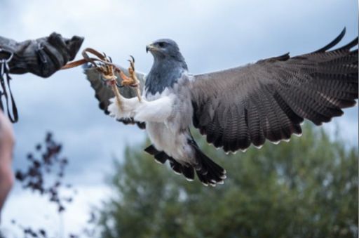 Spectacle de Fauconnerie