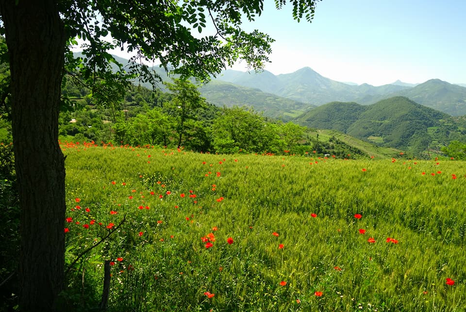 Albanie - Paysages albanais avec les coquelicots