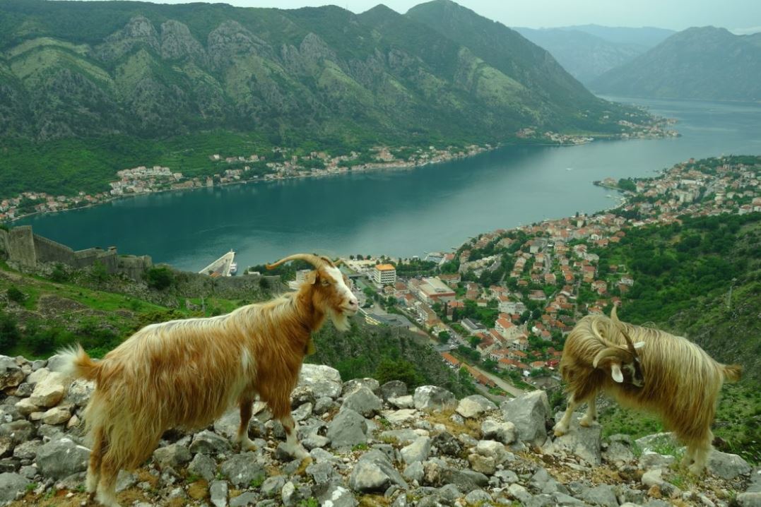 Montenegro - Vue sur la baie de Kotor