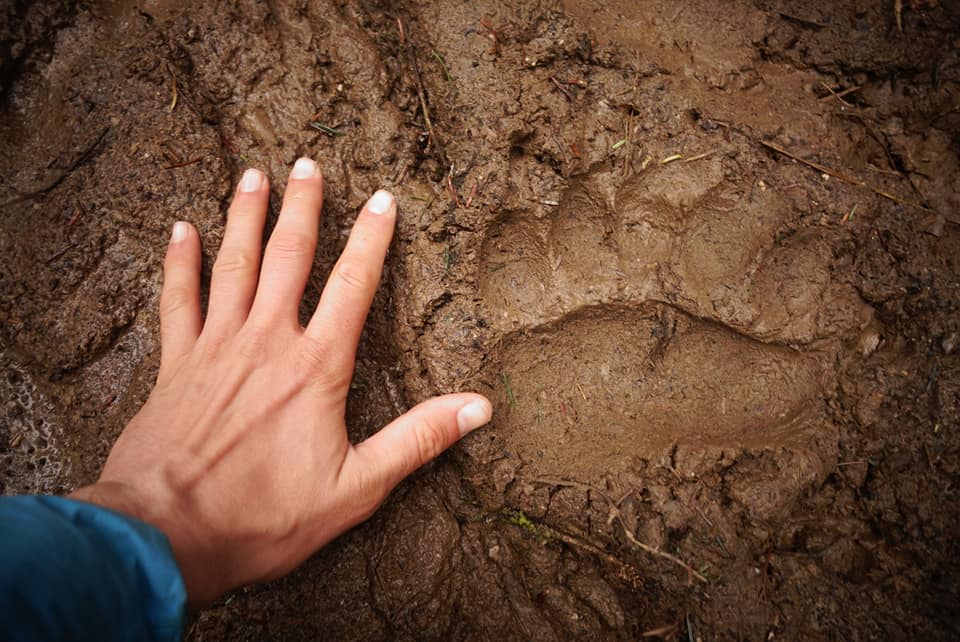 Des traces d'ours en Slovénie