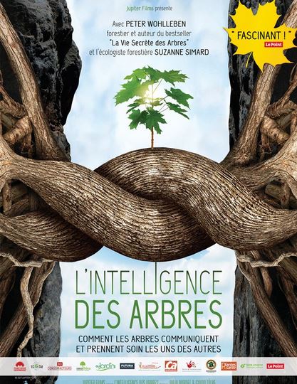 Film L'INTELLIGENCE DES ARBRES 