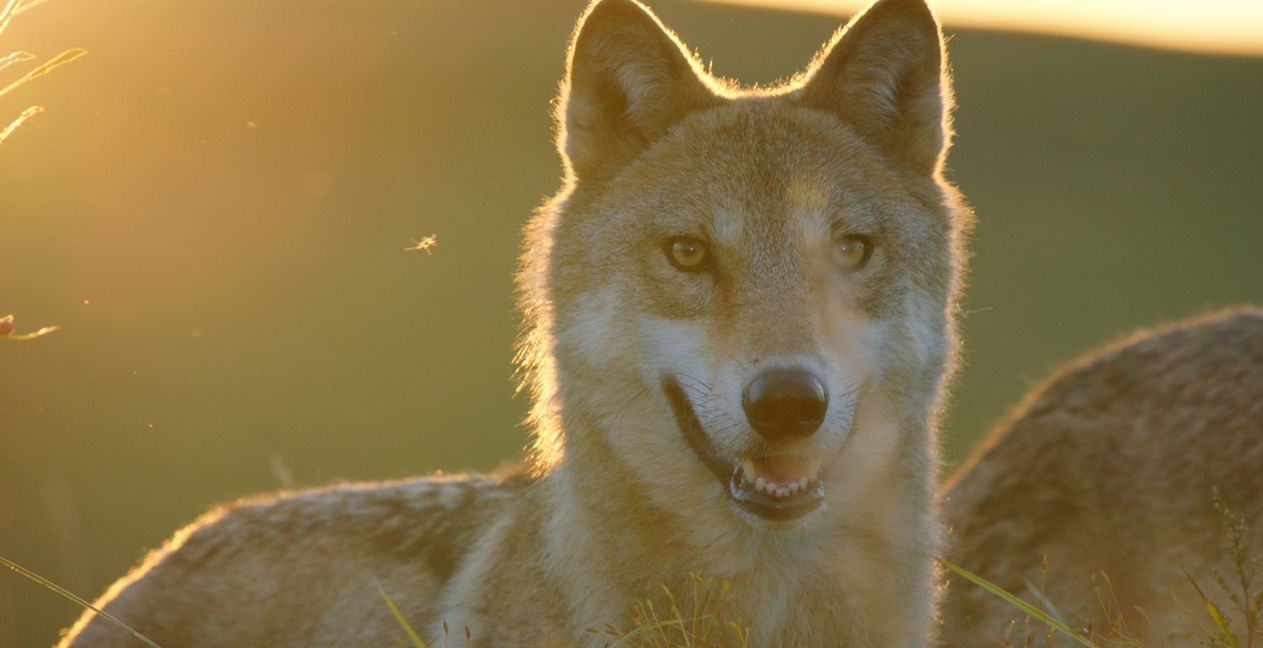 LE DERNIER LOUP de Jean-Jacques Annaud