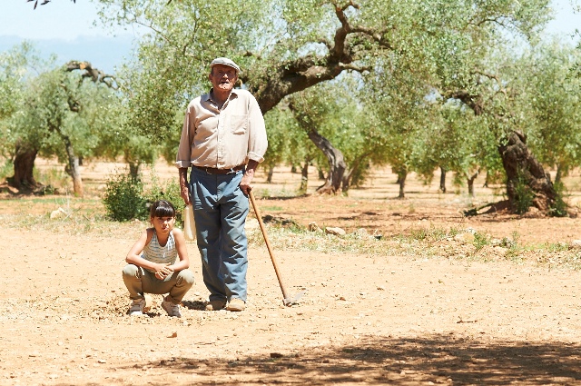 L'OLIVIER de Iciar Bollain