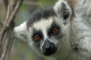 Madagascar l'île sacrée des ancêtres