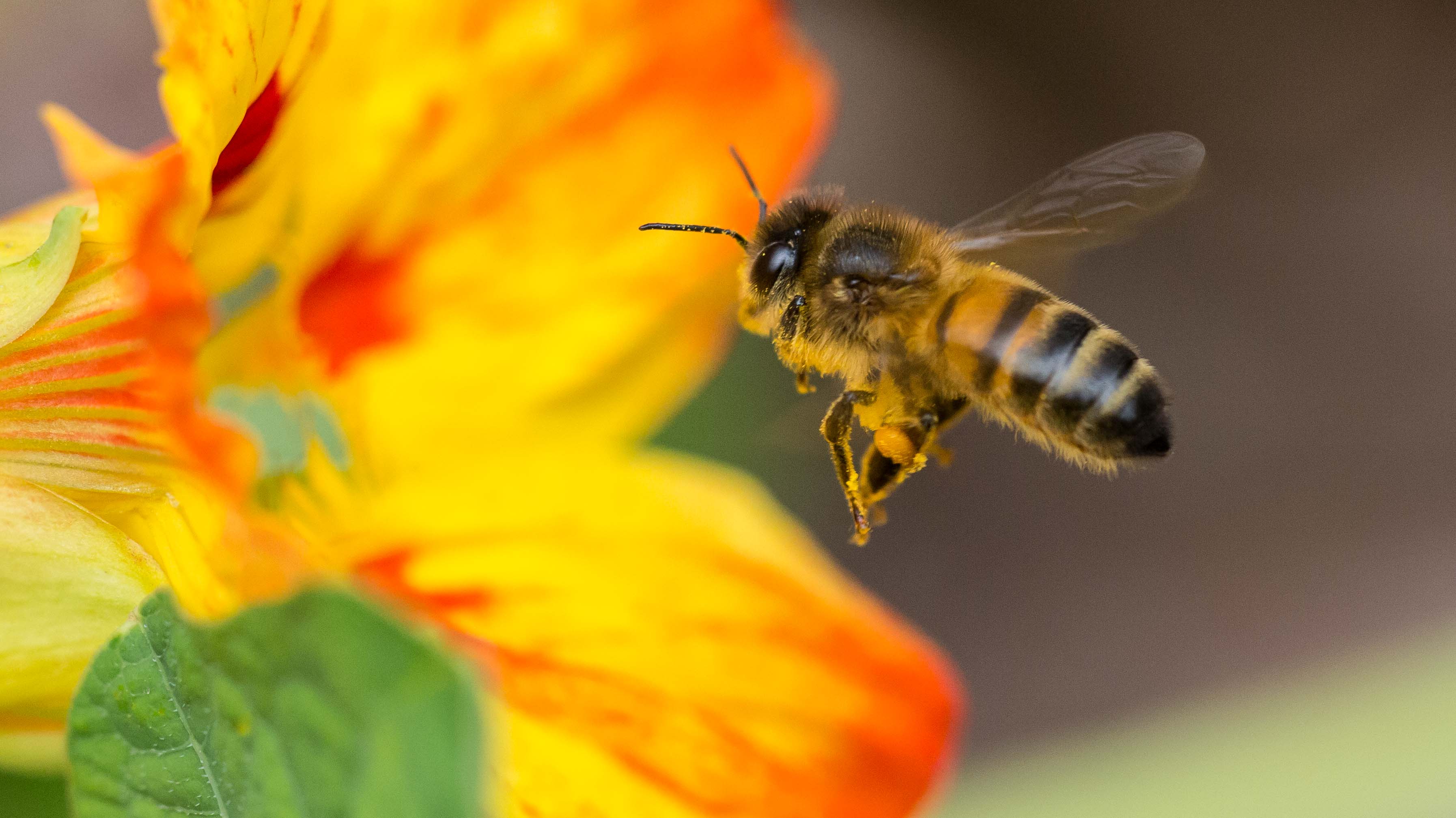 Apis mellifera - photo Gérard Blondeau