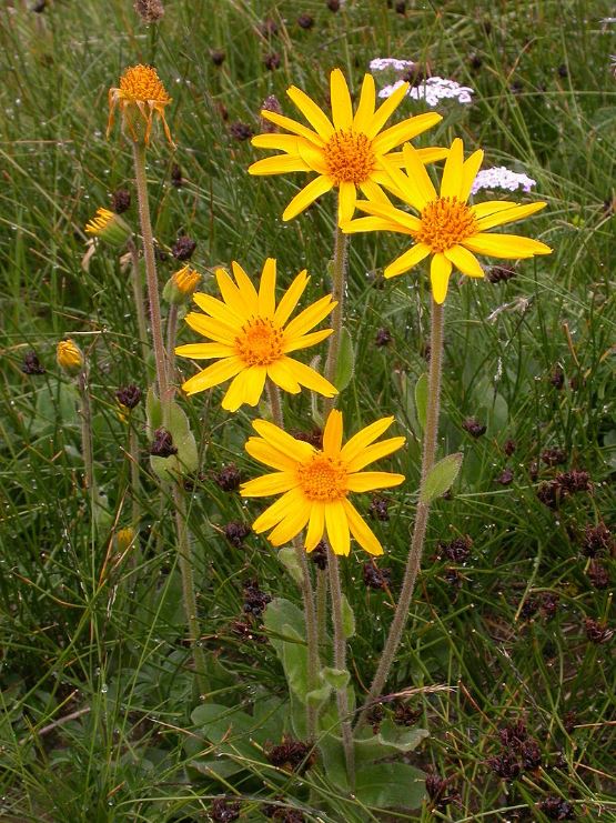 L'arnica