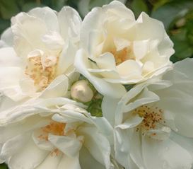 Jardin des délices - conférence 19 octobre 2024 Montmorency