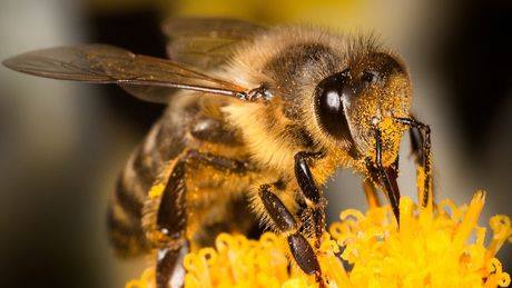 Abeille