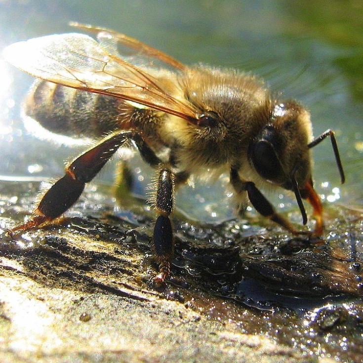 Abeille