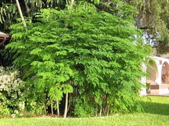 Un Moringa