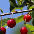 Les cerises de Montmorency : des fruits à redécouvrir et à goûter !