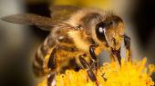 Conférence sur les abeilles par Gilles Dornier