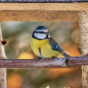Conférence : Les oiseaux de vos jardins
