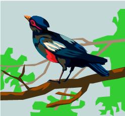 Oiseau