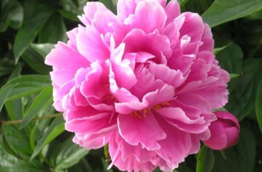 Pivoine