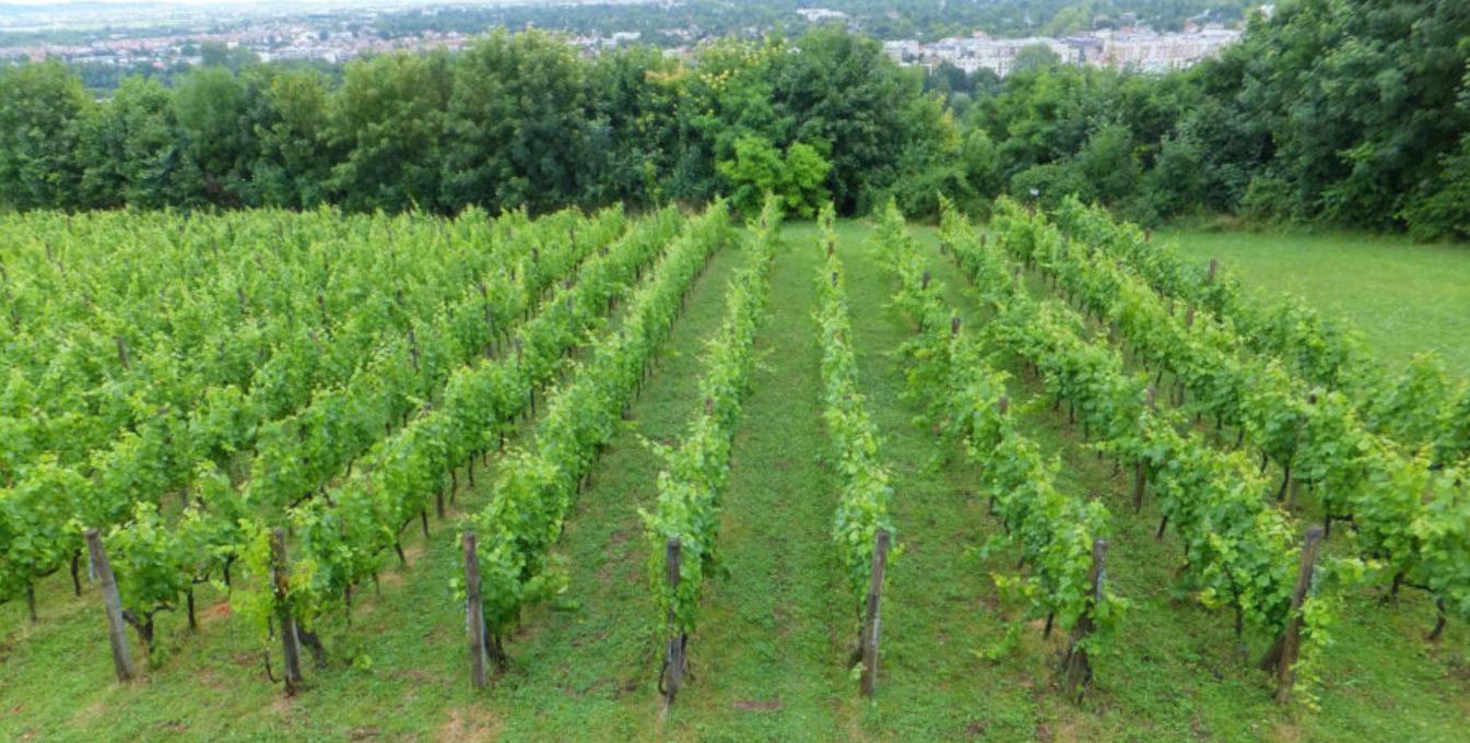 Vignes dans la Vallée de Montmorency