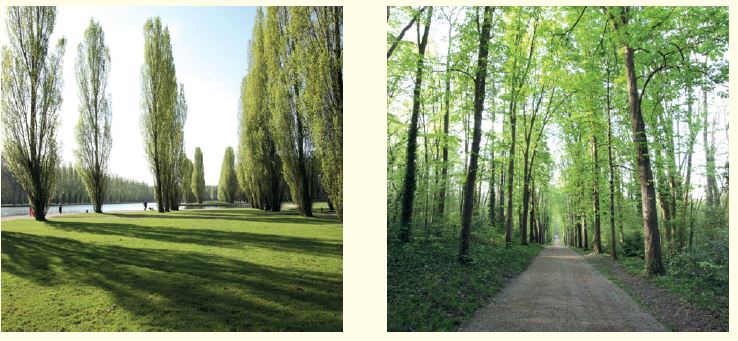 Arbres remarquables