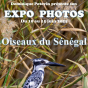 Exposition photos de Dominique Potevin : Oiseaux du Sénégal