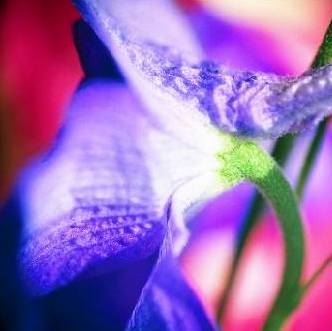 photo Liliane Launay