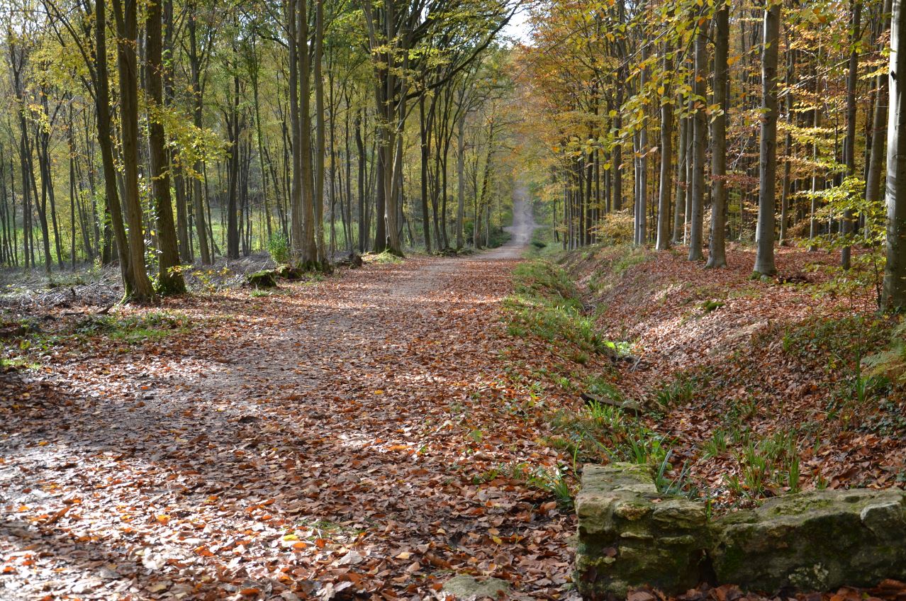 Forêt de Montmorency