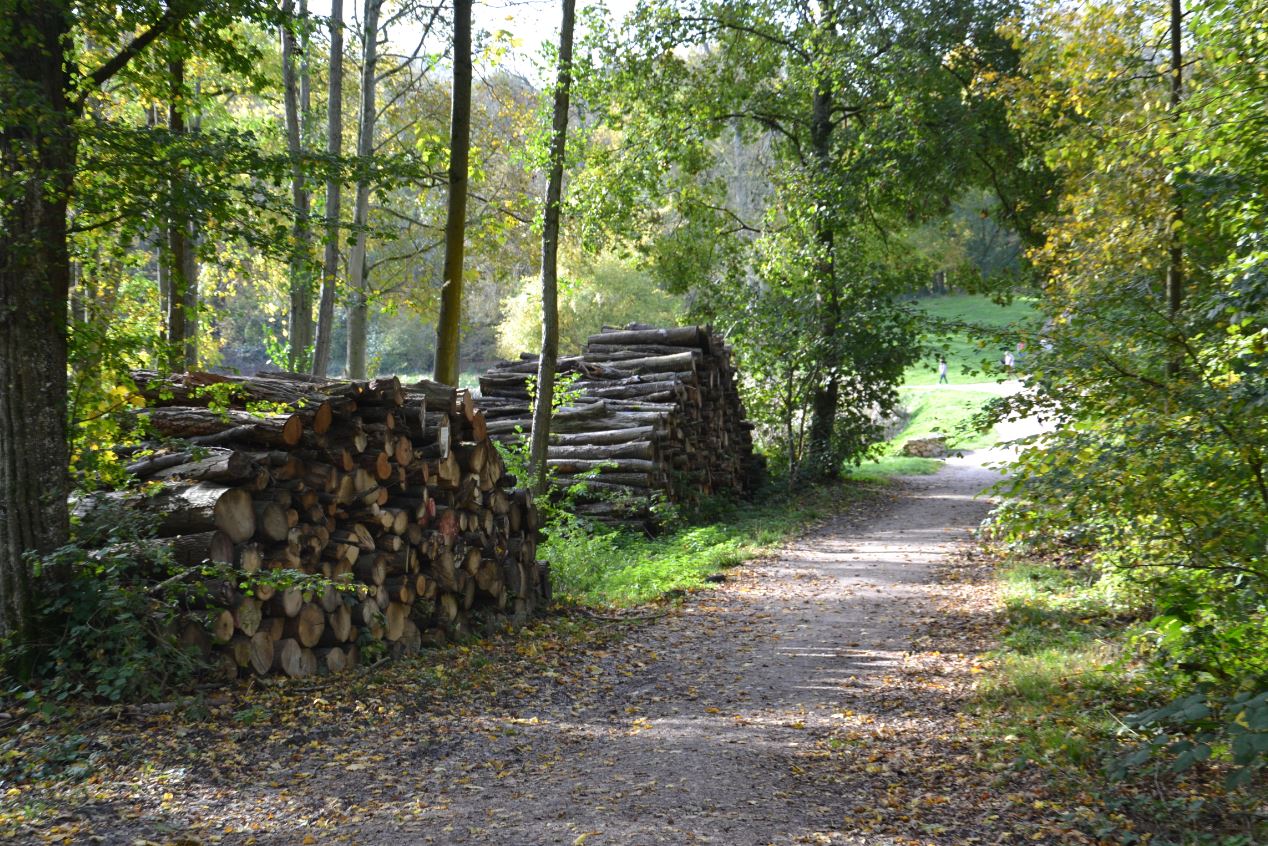 Forêt de Montmorency