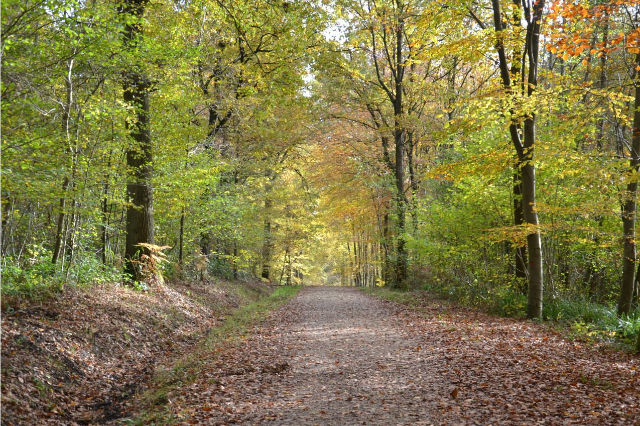 Forêt de Montmorency