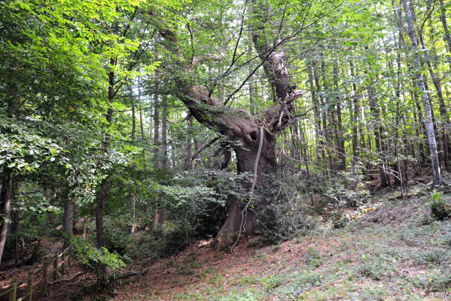 Châtaignier remarquable dans la Forêt de Montmorency