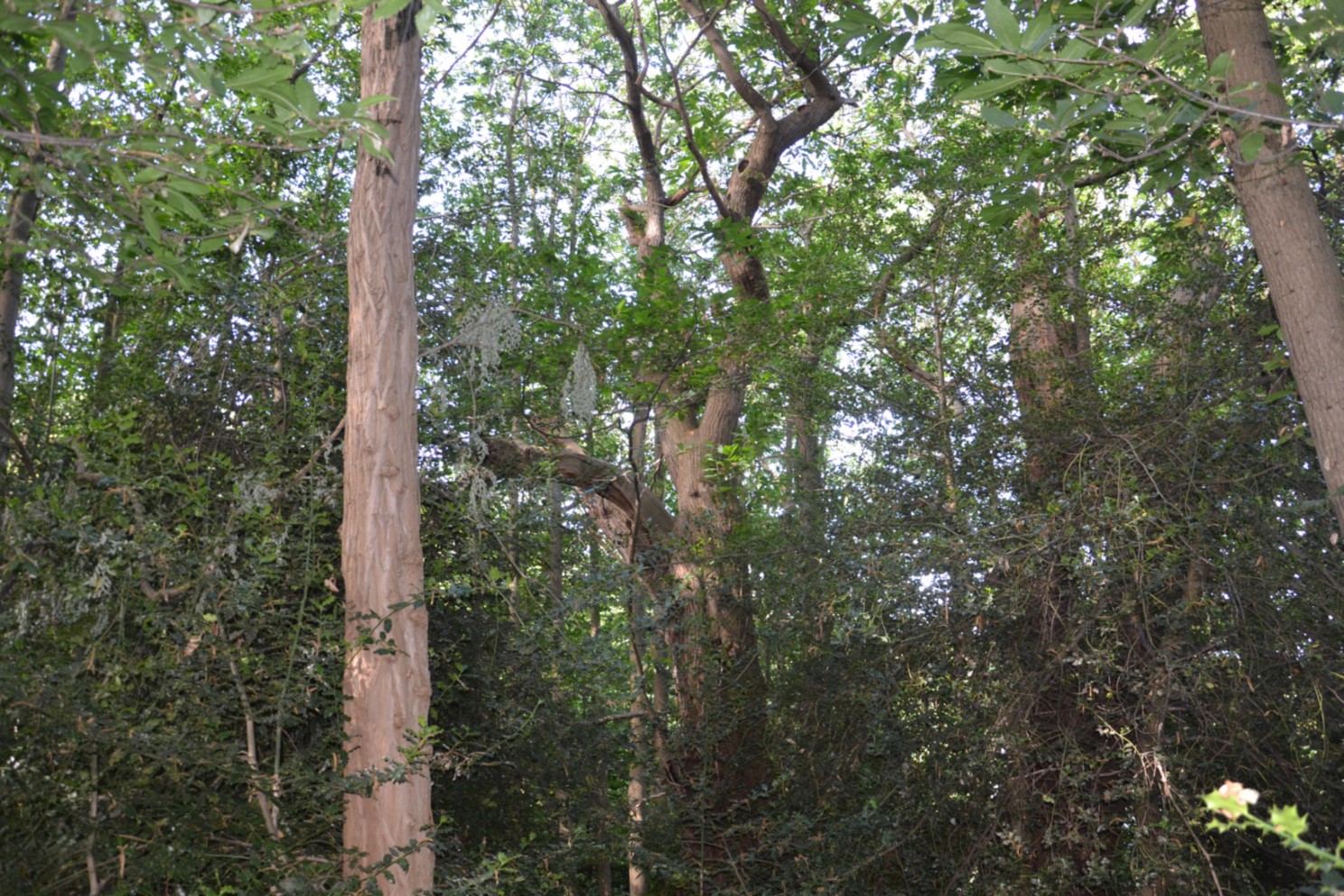 Châtaignier remarquable dans la Forêt de Montmorency