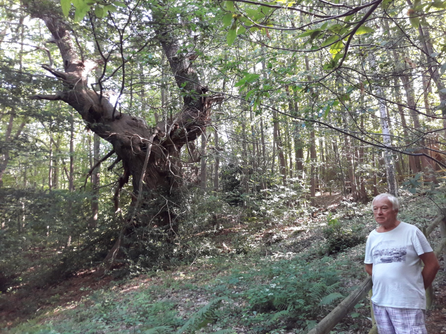 Châtaignier remarquable dans la Forêt de Montmorency