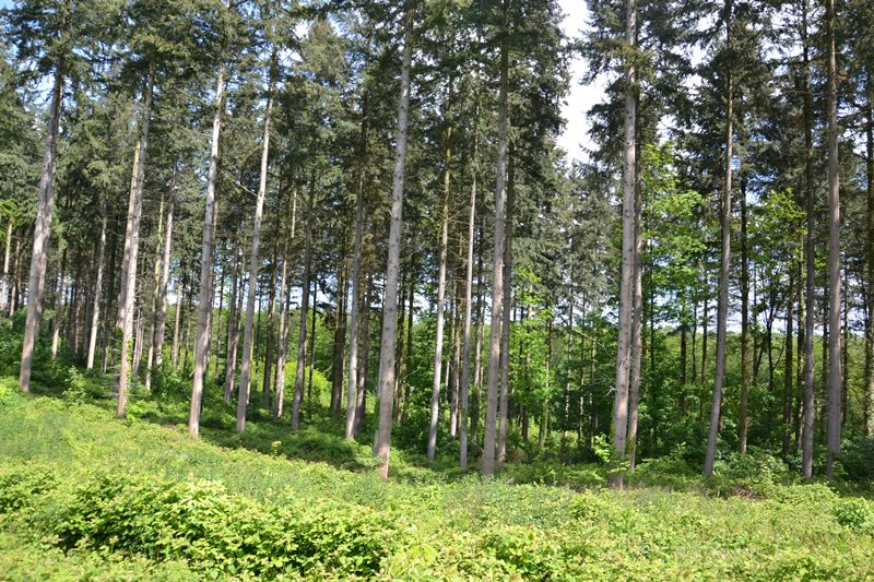 Sapins vers l'étang Marie