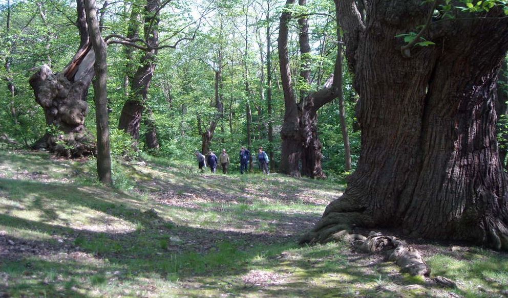 La Châtaigneraie de Montmorency (photo issue site Chemin du Philosophe)