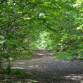 IDÉE-BALADE dans la forêt de Montmorency : une boucle pour aller sur les pas de la Reine Hortense et du Baron Double...