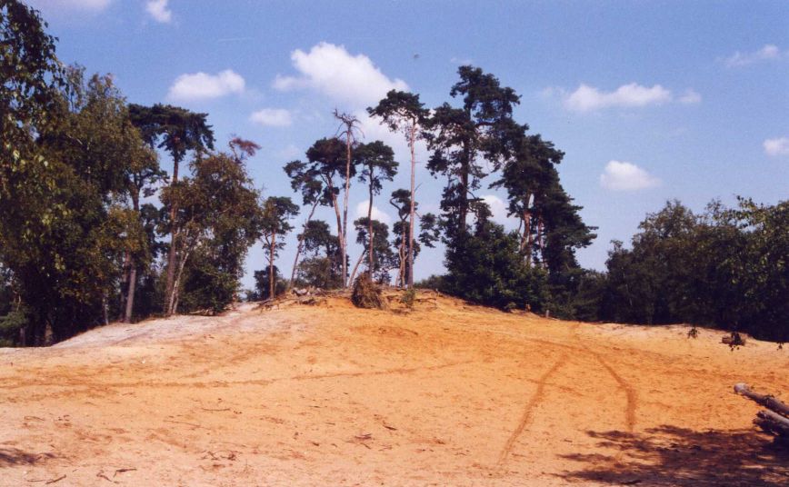 Les pins brulés, à côté du 